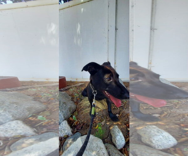 Medium Photo #5 Labrador Retriever-Unknown Mix Puppy For Sale in San Diego, CA, USA