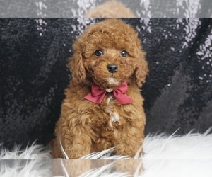 Medium Poodle (Toy)