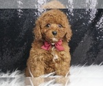Puppy Squiggles AKC Poodle (Toy)