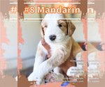 Small Photo #1 F2 Aussiedoodle-Irish Doodle Mix Puppy For Sale in SACRAMENTO, CA, USA