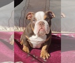 Small Photo #3 English Bulldog Puppy For Sale in DIABLO GRANDE, CA, USA