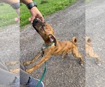 Small #3 Mutt