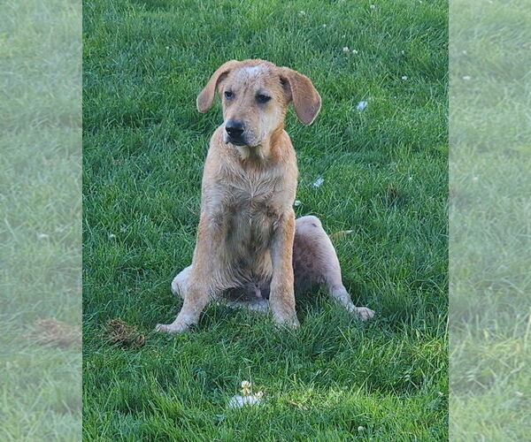 Medium Photo #2 Labrador Retriever-Unknown Mix Puppy For Sale in Marine City, MI, USA