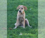Small #1 Labrador Retriever Mix