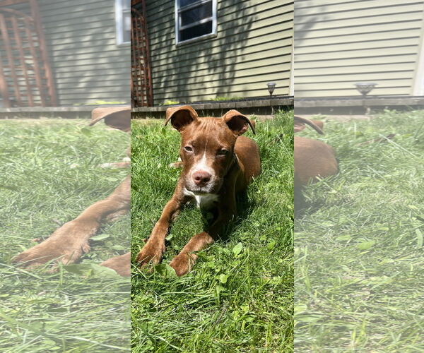 Medium Photo #3 American Pit Bull Terrier-Unknown Mix Puppy For Sale in Cottage Grove, MN, USA