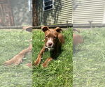 Small #2 American Pit Bull Terrier Mix