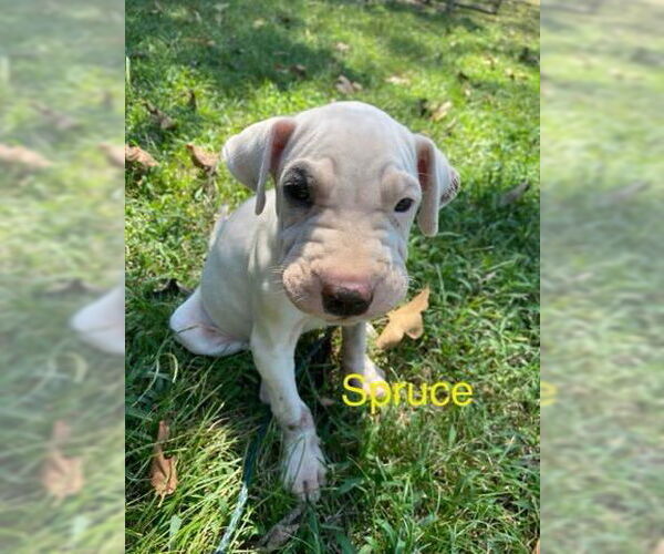 Medium Photo #2 Chinese Shar-Pei-Unknown Mix Puppy For Sale in Wakefield, RI, USA