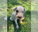 Small #1 Chinese Shar-Pei Mix