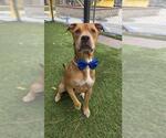 GEORGE - Male Mutt Dog for Adoption - Small photo