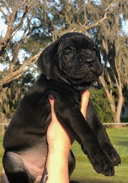 Medium Photo #2 Cane Corso Puppy For Sale in SEFFNER, FL, USA