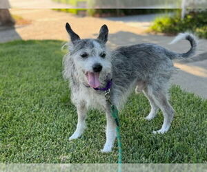 Mutt Dogs for adoption in Pasadena, CA, USA