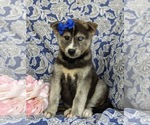 Small Photo #1 Labrador Retriever-Siberian Husky Mix Puppy For Sale in LINCOLN UNIV, PA, USA