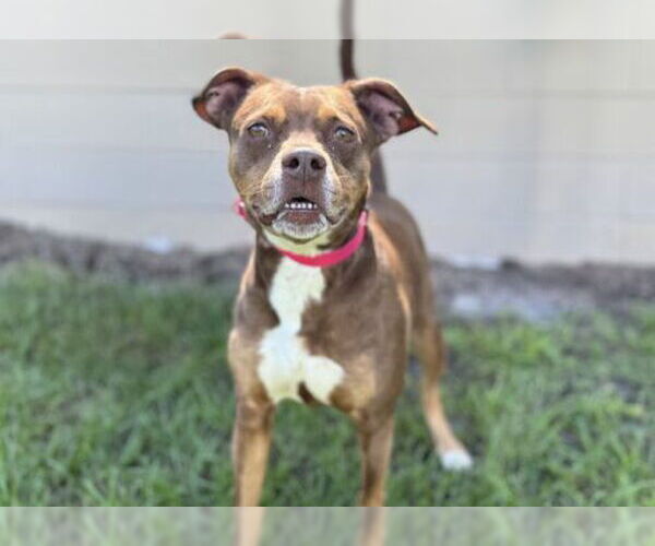 Medium Photo #2 American Pit Bull Terrier Puppy For Sale in St. Cloud, FL, USA