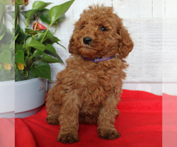 Medium Photo #5 Goldendoodle-Poodle (Miniature) Mix Puppy For Sale in PARADISE, PA, USA