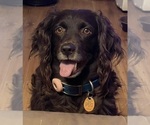 Small Photo #1 Boykin Spaniel Puppy For Sale in BISHOP, TX, USA
