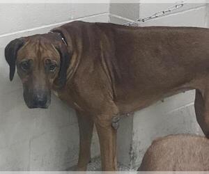Rhodesian Ridgeback-Unknown Mix Dogs for adoption in Conroe, TX, USA
