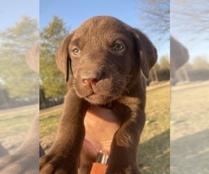 Labrador Retriever Puppy for sale in ARAGON, GA, USA