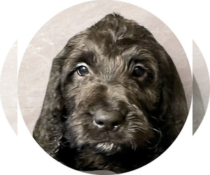 Labradoodle Dog for Adoption in SLINGER, Wisconsin USA