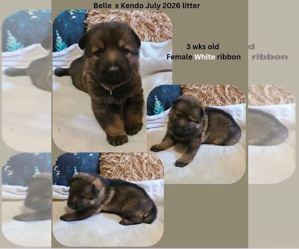 Medium Photo #5 German Shepherd Dog Puppy For Sale in GOLDENDALE, WA, USA