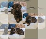 Small #4 German Shepherd Dog