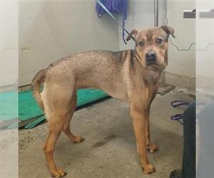 Chinese Shar-Pei Dogs for adoption in Camarillo, CA, USA