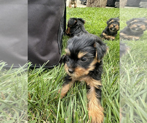 Medium Yorkshire Terrier
