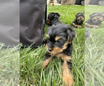 Puppy Girlie Yorkshire Terrier