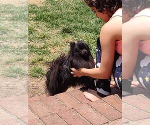 Father of the Pomeranian puppies born on 04/27/2023