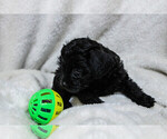 Small #23 Schnoodle (Miniature)