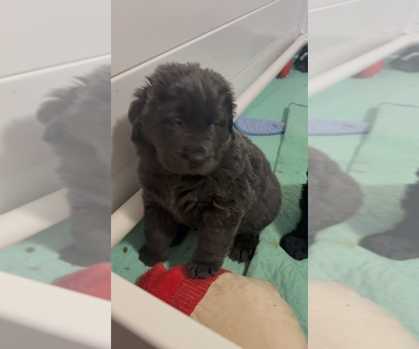 Medium Photo #2 Newfoundland Puppy For Sale in MARTINSBURG, WV, USA