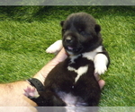 Small Photo #3 Akita Puppy For Sale in ROLLA, MO, USA