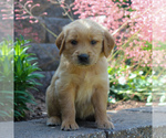 Small Photo #5 Golden Retriever Puppy For Sale in EAST EARL, PA, USA