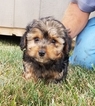 Puppy 1 Poodle (Standard)-Yorkshire Terrier Mix