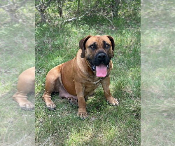 Medium Photo #3 Mutt Puppy For Sale in Oak Bluffs, MA, USA