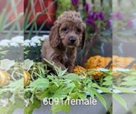 Small Photo #3 Cockapoo Puppy For Sale in CLARE, IL, USA