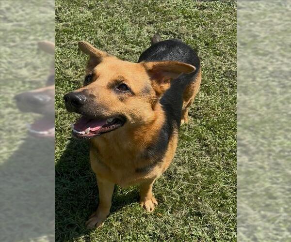 Medium Photo #1 German Shepherd Dog-Unknown Mix Puppy For Sale in Conroe, TX, USA