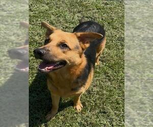 German Shepherd Dog-Unknown Mix Dogs for adoption in Conroe, TX, USA
