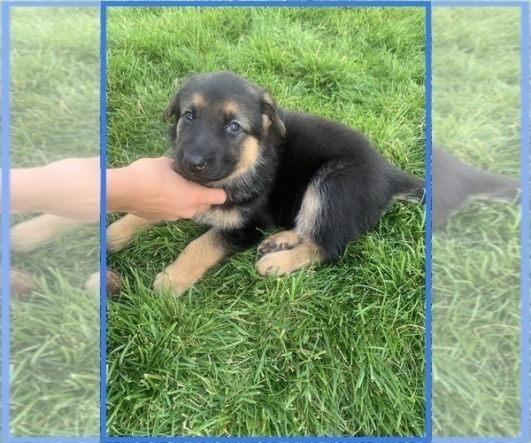 Medium Photo #3 German Shepherd Dog Puppy For Sale in CRKD RVR RNCH, OR, USA
