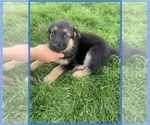 Small Photo #3 German Shepherd Dog Puppy For Sale in CRKD RVR RNCH, OR, USA