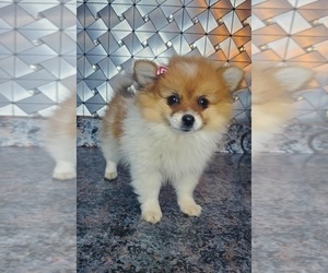 Pomeranian Puppy for sale in GOSHEN, IN, USA