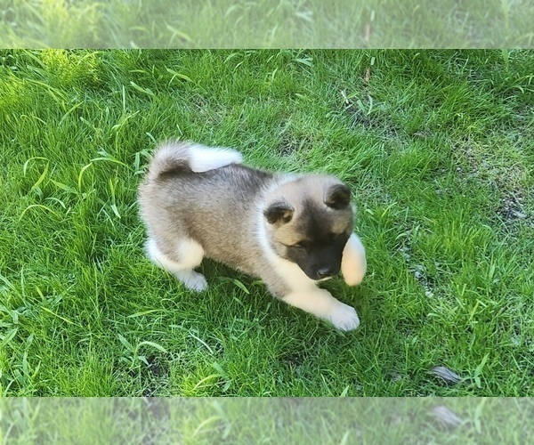 Medium Photo #1 Akita Puppy For Sale in LAKEBAY, WA, USA