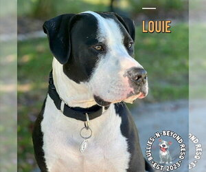 Louie - Male American Pit Bull Terrier-American Staffordshire Terrier Mix Dog for Adoption - Photo #6