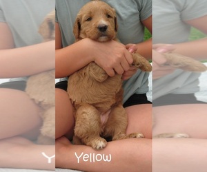 Goldendoodle Puppy for sale in PERRYSVILLE, OH, USA