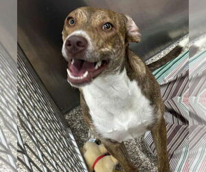 American Pit Bull Terrier-Unknown Mix Dogs for adoption in Martinsburg, WV, USA