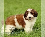 Small #3 Bernedoodle (Miniature)
