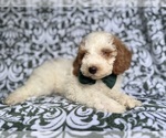 Small #3 Cockapoo (Miniature)