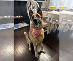 Small #6 German Shepherd Dog