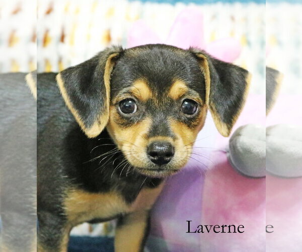 Medium Photo #4 Chiweenie Puppy For Sale in Wakefield, RI, USA