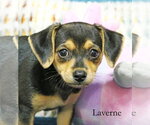 Small #3 Chiweenie