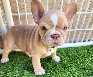 French Bulldog Puppy for sale in LAS VEGAS, NV, USA
